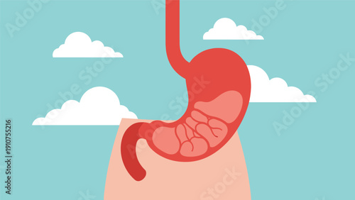 Human Stomach Anatomy Illustration on Hand.