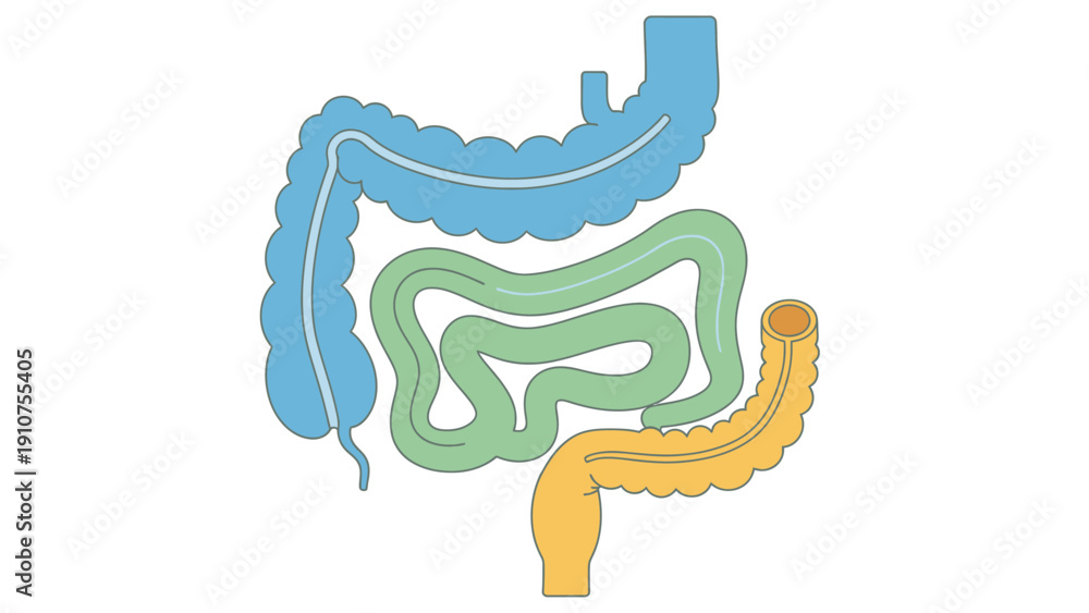 Fototapeta premium Human Digestive System Anatomy Illustration.