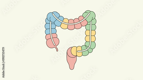 Colorful Illustration of Human Colon Anatomy.