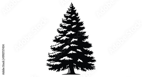 Silhouette of a Tall Evergreen Pine Tree.