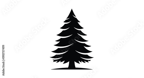Silhouette of a Tall Evergreen Pine Tree.