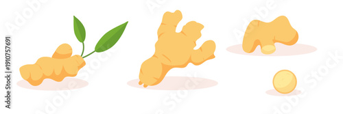 Collection of ginger root isolated on white background. Healthy vegetarian food. Organic natural plants, spices, herbs and other packaging.