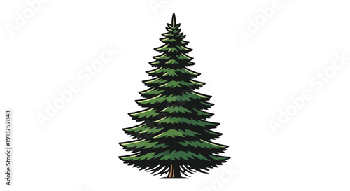 A Tall Evergreen Pine Tree Illustration.