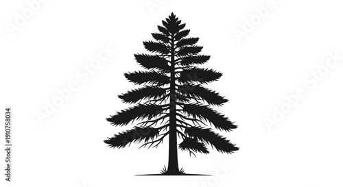 Silhouette of a Tall Evergreen Pine Tree.