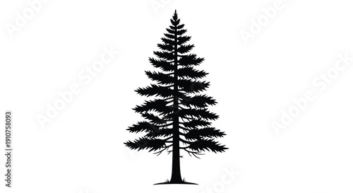 Silhouette of a Tall Evergreen Pine Tree.