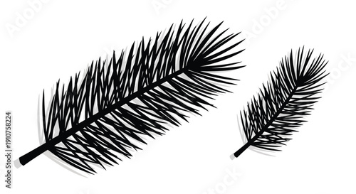 Two Black Pine Needles on White Background.