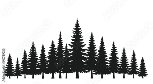 Silhouette of a dense forest of evergreen trees.