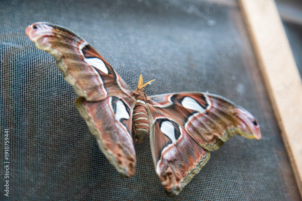 Obraz premium Atlasspinner (Attacus atlas)