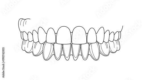 Dental Illustration of Human Teeth Set.