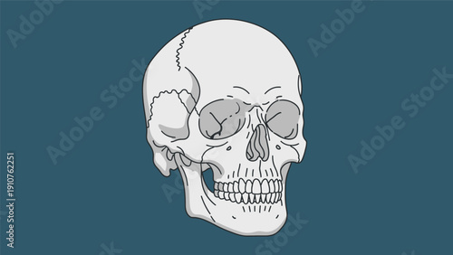 Human Skull Anatomy Illustration Detailed View.