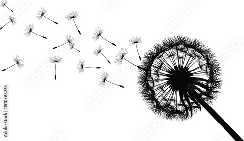 Dandelion seed head dispersing delicate parachutes into the white space carried by the wind.