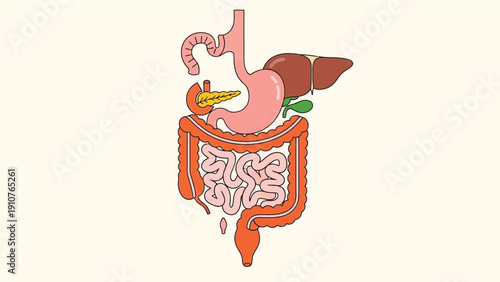 Human Digestive System Anatomy Illustration.