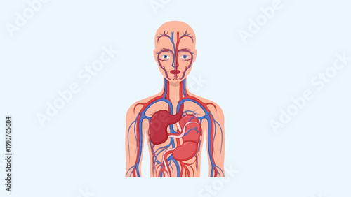 Human Anatomy Diagram Showing Circulatory System.