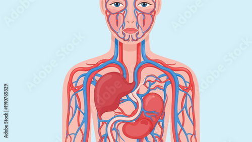 Human Circulatory System Anatomy Illustration.