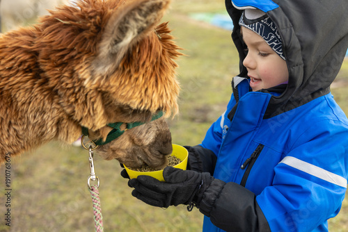 Junge bei einem Ausflug mit einem Alpaka, im Winter auf Borkum