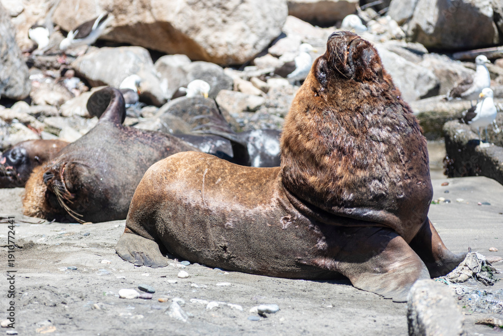 Fototapeta premium Wild sea lion relaxing on a quiet Chilean beach in its natural habitat.