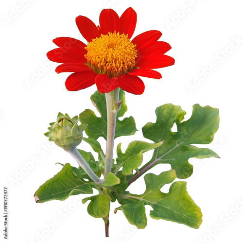  Mexican Sunflower red flowers isolate background, red flower isolated on transparency background.