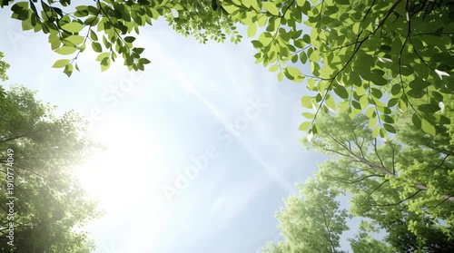 Wallpaper Mural Sunlight filtering through lush green trees in a serene forest. Torontodigital.ca