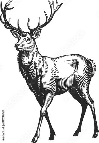 Stag deer wildlife animal in detailed hand drawn style vintage illustration for engraving