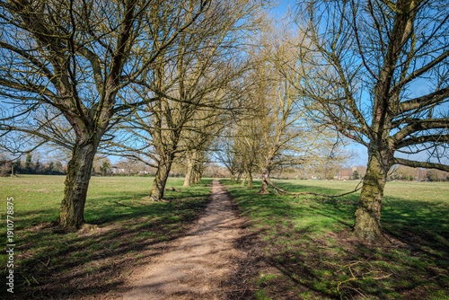 Leafless, weathered trees leaning from winter winds lining both sides of a footpath under a clear blue sky on a sunny late winter day 