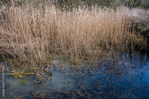 Tall dried golden reeds standing at the edge of a lake in a rural wetland setting, capturing the cold, calm beauty of late winter.
