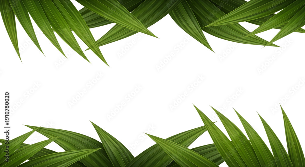 Fototapeta premium Green palm leaves isolated on transparent background border frame