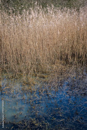 Tall dried golden reeds standing at the edge of a lake in a rural wetland setting