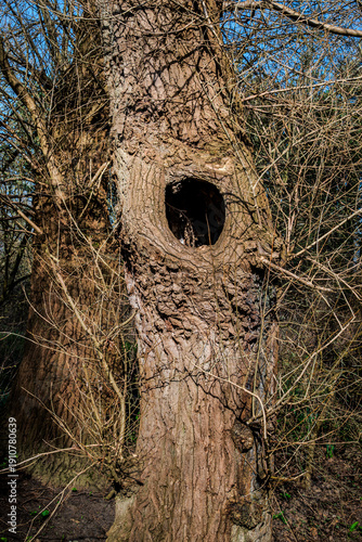 Weathered tree trunk with a natural hollow and leafless branches, creating a textured, organic nature background.