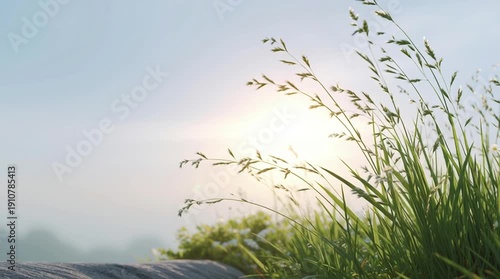 Wallpaper Mural Tall grass swaying gently in the sunlight at dawn. Torontodigital.ca