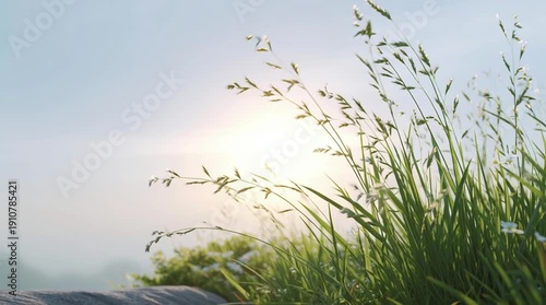 Wallpaper Mural Sunlit grass swaying gently in a serene outdoor setting. Torontodigital.ca