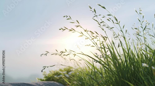 Wallpaper Mural Gentle grass swaying in the sunlight with a soft background. Torontodigital.ca