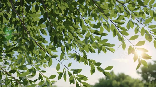 Wallpaper Mural Green leaves under a clear sky with sunlight in the background. Torontodigital.ca