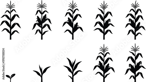 Corn plant silhouettes, maize growth stages, agriculture illustration, crop development, farming design, botanical collection, plant lifecycle, harvest concept