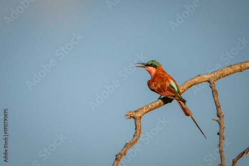 Photography Carmine bee-eater with catchlight calls from branch