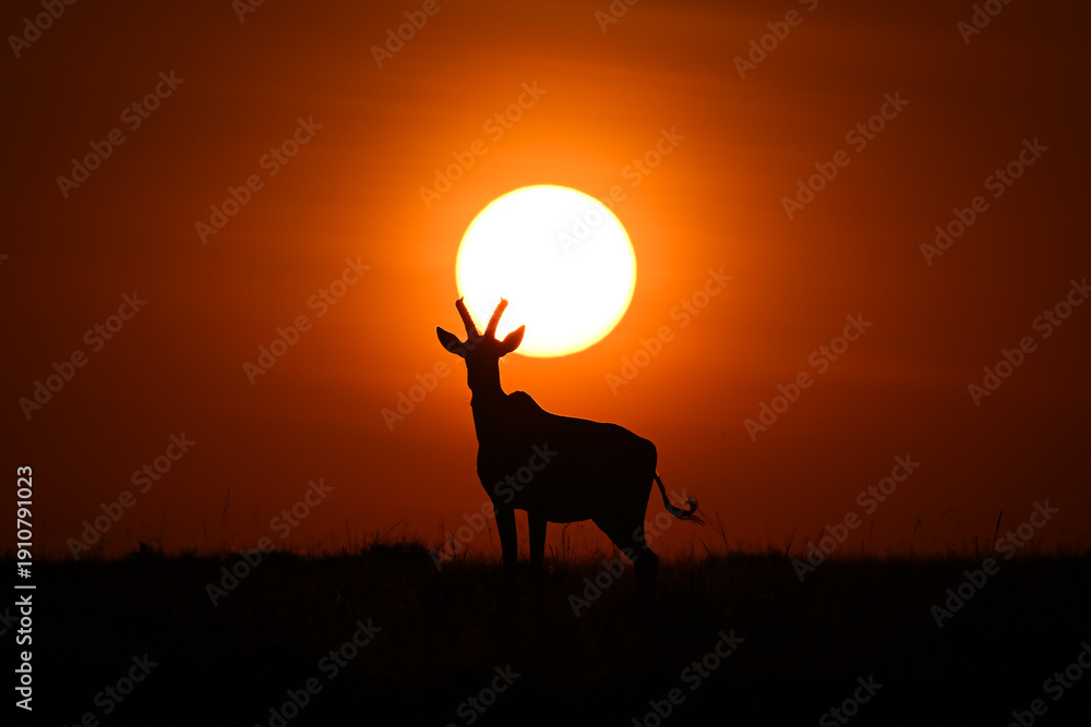 Ταπετσαρία Topi stands silhouetted by sun on horizon