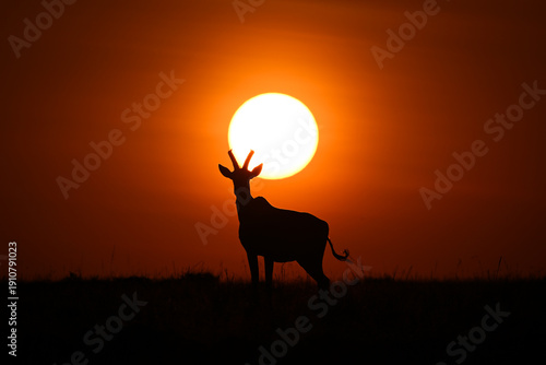 Fotografie Topi stands silhouetted by sun on horizon