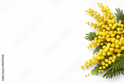 Yellow mimosa flowers on a white background close-up, no text, empty space, template, photo background, banner, layout