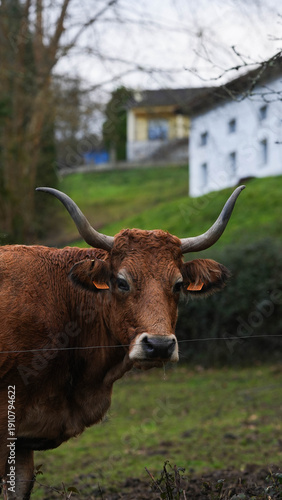 Slika na platnu Vaca