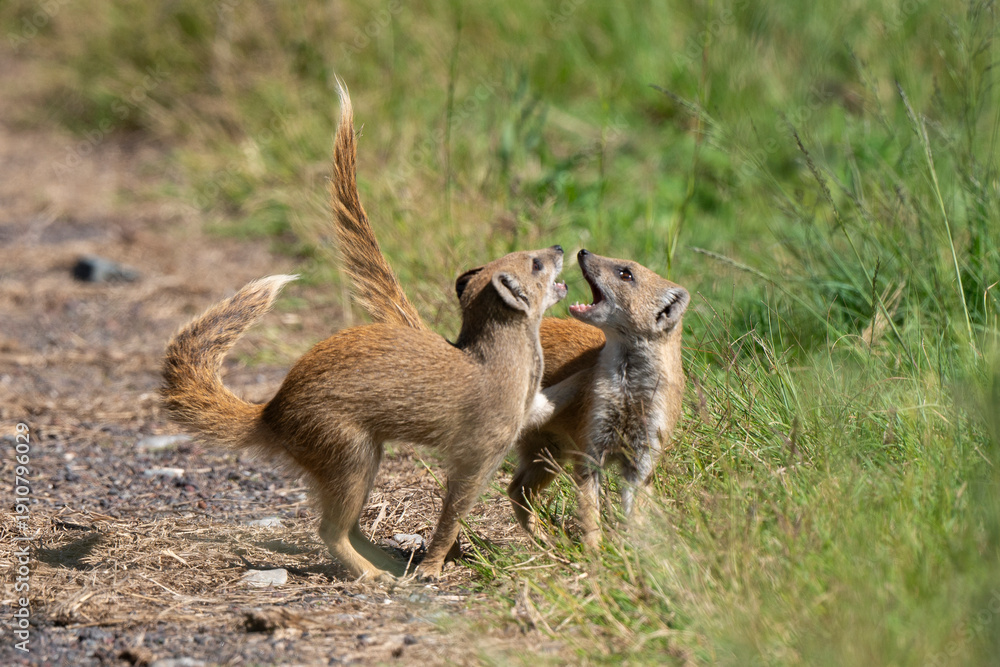 Obraz premium Mangouste jaune