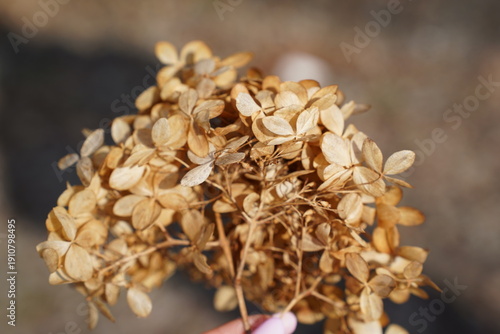 Dried Hydrangea Flowers in Hand with Soft Natural Background