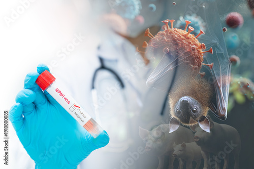 Composite concept of Nipah virus origin showing Pteropus fruit bats as natural reservoir and scientist holding positive test tube. Zoonotic disease outbreak and pandemic risk.