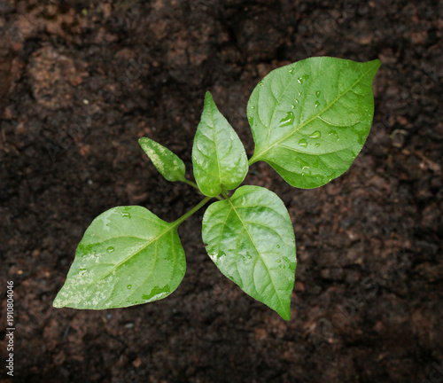 Photography Overhead view of a vibrant green seedling, likely a pepper or vegetable sprout, featuring four leaves sprinkled with fresh water droplets