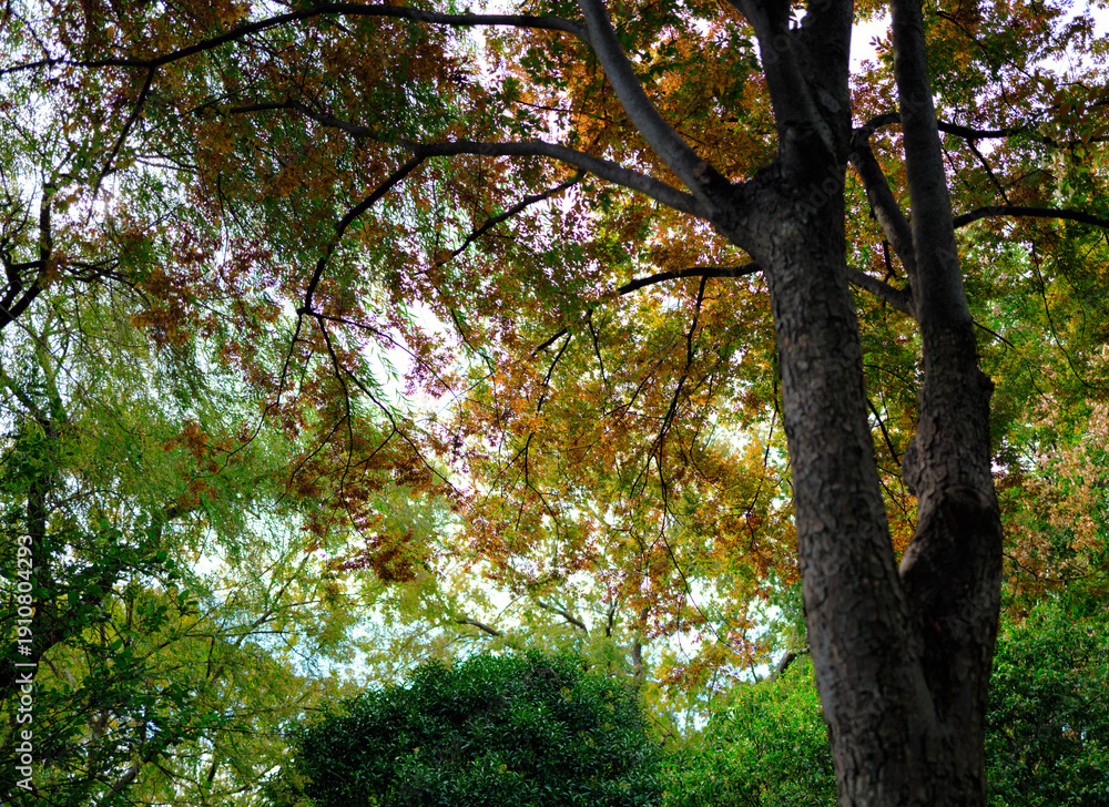 Obraz premium tree in the forest