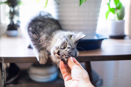 長毛サバトラの子猫_スリスリ甘える