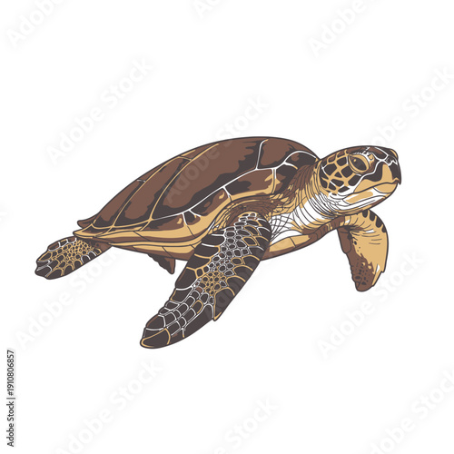 Sea Turtle Swimming in Water.