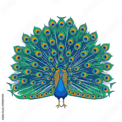 Peacock Displaying Vibrant Plumage and Feathers.