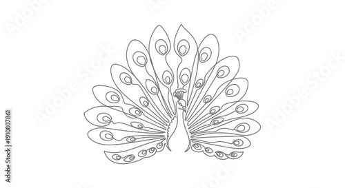 Elegant Peacock Line Art Illustration - Minimalist Bird Drawing