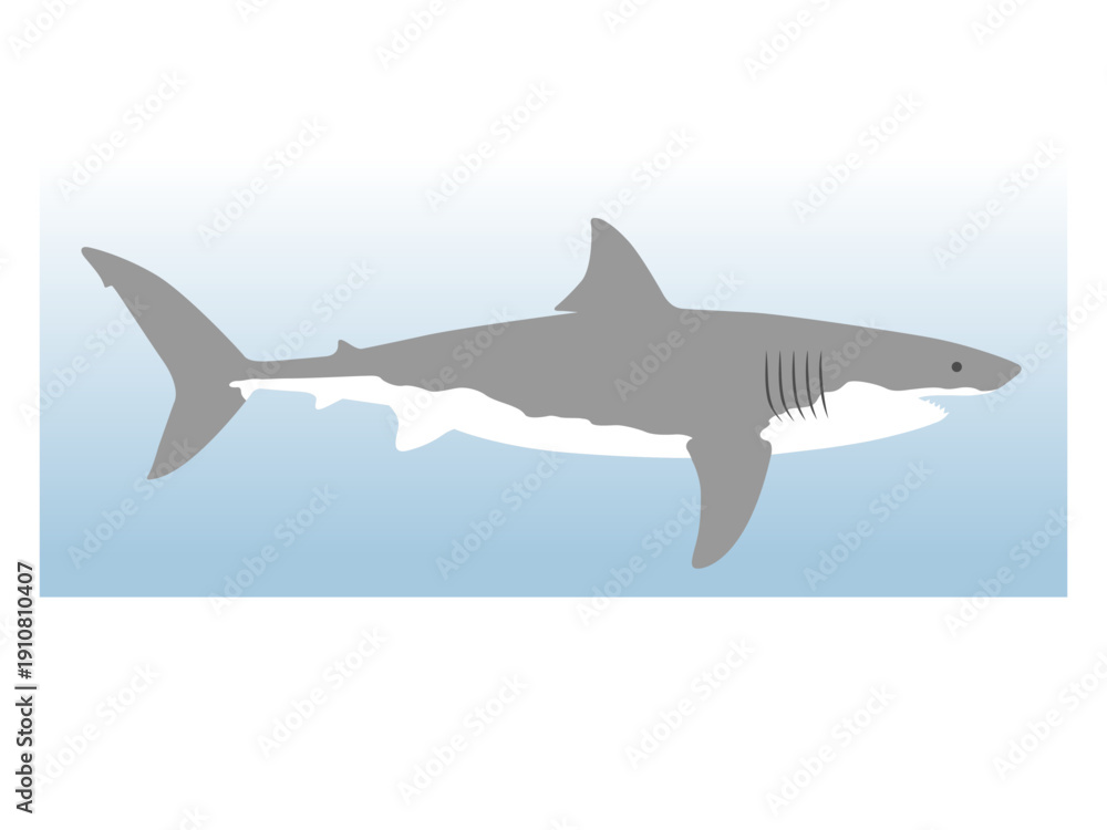 Fototapeta premium Adobe Great White