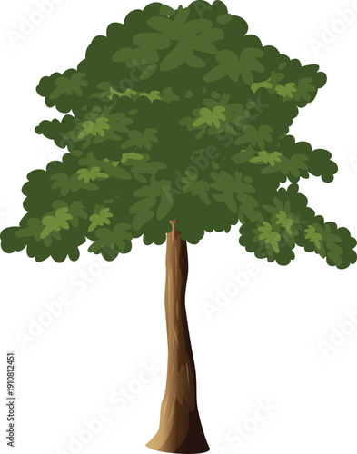 green tree isolated on white