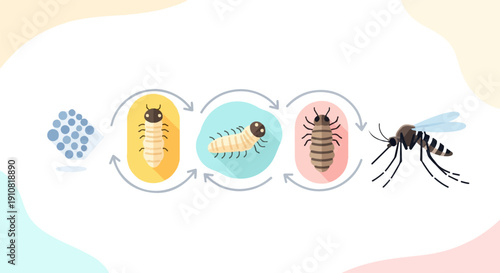 Illustration of insect life cycle, showing eggs, larva, pupa, and adult